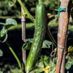 Best Vegetable Gardening Ideas: 2021's Top Tips and Trends for Growing a Thriving Garden
