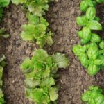 Nutrient-rich black cow enhances vegetable gardens; enriches soil and promotes healthy plant growth