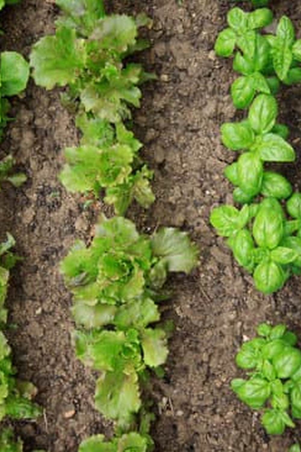 Expert vegetable gardening tips for South Africa's unique climate and soil conditions - practical advice for success