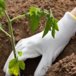 Learn organic vegetable gardening tips: sustainable methods, composting, and companion planting for a thriving garden