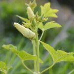 Top 10 Free Planning Apps for Small Flower Vegetable Gardens