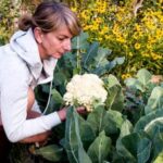 FLORIDA VEGETABLE GARDENING GUIDE IFAS: A comprehensive resource for growing vegetables in Florida's unique climate