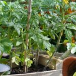 Various types of vegetable gardens showcased in PowerPoint presentation