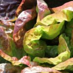 The Vegetable Gardener's Handbook cover: essential guide for beginners and experts alike