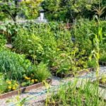 Common Vegetable Gardening Mistakes: How to Avoid Them and Ensure a Bountiful Harvest