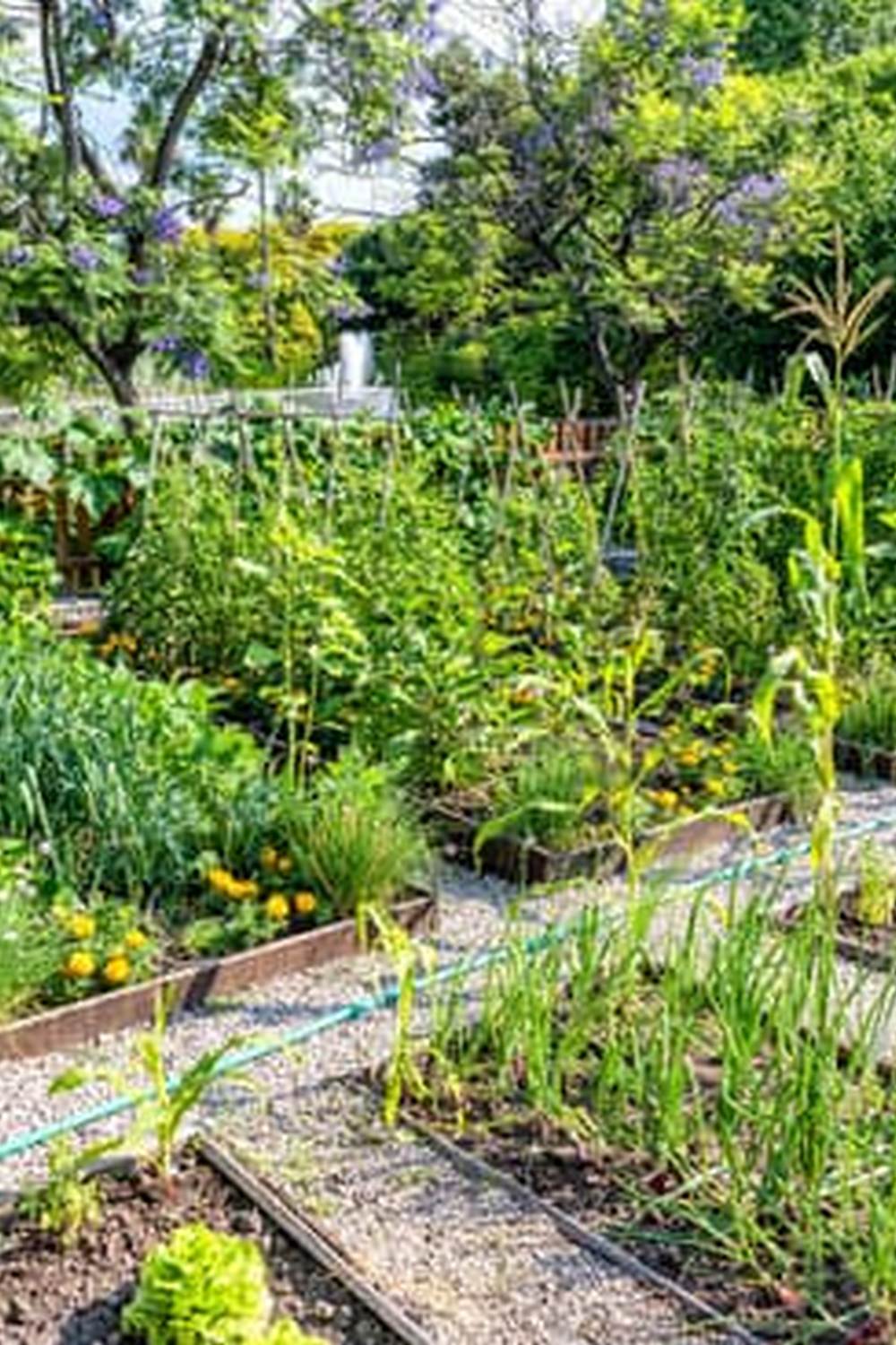 Common Vegetable Gardening Mistakes: How to Avoid Them and Ensure a Bountiful Harvest