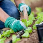 Vegetables for Gardens: A Variety of Fresh and Nutritious Produce to Cultivate in Your Garden