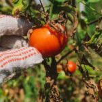 Explore tips and techniques for organic vegetable gardening on our informative blog