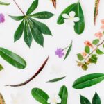 Community Vegetable Gardens Scituate Area Thriving Community Vegetable Gardens in Scituate Area - A Flourishing Community Effort