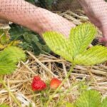 DIY organic fertilizer for growing vegetables using kitchen scraps and compost