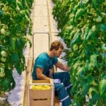 Lime's benefits in vegetable gardening: soil pH balance, disease prevention, and nutrient absorption