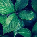 Top Garden Suppliers: WHO SHIPS VEGETABLE PLANTS FOR FALL GARDENS