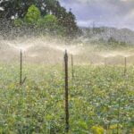 Winter Gardening: Best Vegetables in Mississippi