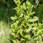 Arid vegetable gardening: thriving plants in dry conditions