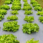 Vegetable gardening zones: Tips for successful growing in different climates