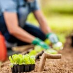 Simple Compost Tea Worm Casting for Vegetable Gardens: Natural Fertilizer Boost for Healthy Crops