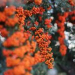 Sub Irrigation Vegetable Gardening Beautiful and bountiful sub irrigation vegetable garden: lush, organic, and sustainable