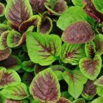 Effective pest control flower for vegetable gardens, PEST CONTROL FLOWER: Your natural solution for garden pests