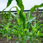 Vegetable gardeners in RI cultivating fresh produce and herbs in their backyard oasis