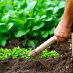 Flying Nocturnal Insects Attacking Vegetable Gardens: The Importance of Identifying and Treating their Larvae