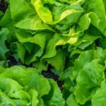 Comprehensive Guide to Illinois Vegetable Gardening by James Fizzell - A Must-Read for Gardeners