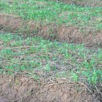 Using pressure treated wood in vegetable gardens: Considerations for safety with old treated wood