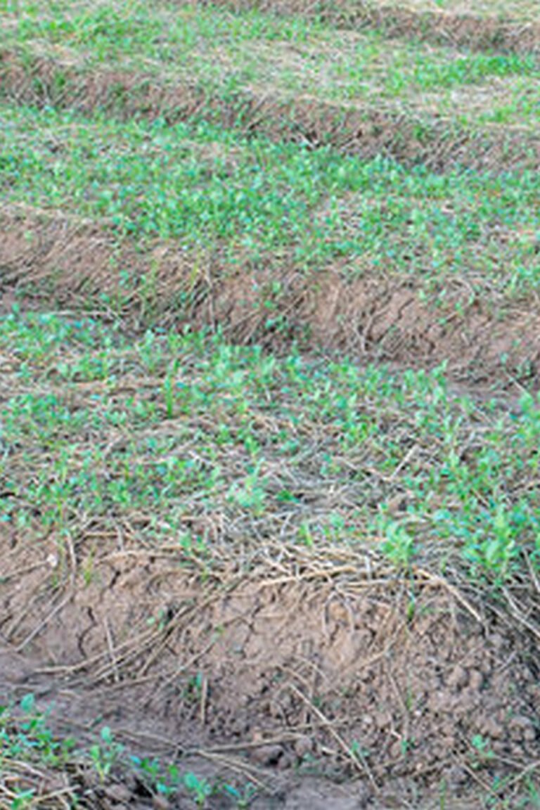 Using pressure treated wood in vegetable gardens: Considerations for safety with old treated wood