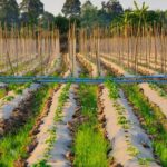 Vibrant vegetable gardens pictures showcasing diverse plants, colors, and bountiful harvests