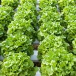 Nutrient-rich organic compost and peat moss mix ideal for thriving vegetable gardens