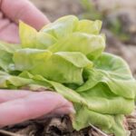Expert tips for Illinois Extension vegetable gardening