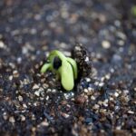 Creating a colorful and productive garden by mixing flowers and vegetables for a vibrant and bountiful harvest
