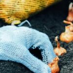 Curious raccoons exploring vegetable gardens at night