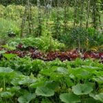 8x16 Raised Enclosed Vegetable Garden - Perfect for Small Spaces and Pest Protection