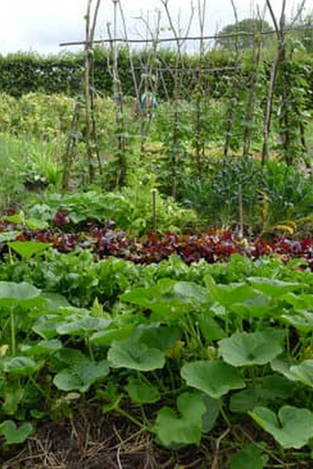 8x16 Raised Enclosed Vegetable Garden - Perfect for Small Spaces and Pest Protection