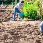 Vertical Vegetable Gardening: Upwards-growing produce for small spaces, VERTICAL VEGETABLE GARDENING, eco-friendly solution