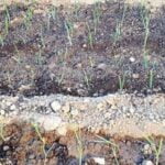 Maui gardening expert Henry Louis Ullman shares tips for growing your own vegetable garden in paradise