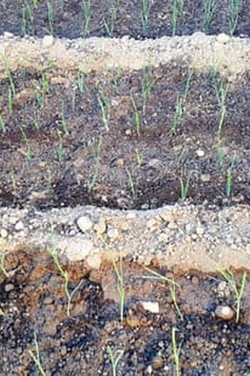 Growing Your Own Vegetable Gardening on Maui Henry Louis Ullman 1 Maui gardening expert Henry Louis Ullman shares tips for growing your own vegetable garden in paradise