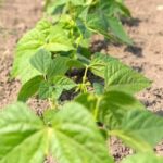 Find Vegetable Gardens South of Augusta Ga Discover hidden vegetable gardens near Augusta, GA, south of the city in August