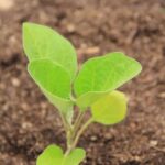 Frost dates and vegetable gardens: planning for success with weather-informed planting schedules