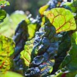 How to Prepare Soil for Vegetable Gardens How to Prepare Soil for Vegetable Gardens: Step-by-Step Guide