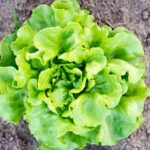 Using Black Flag Fogging safely in vegetable gardens for pest control