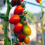 Miracle-Gro: Ideal for Nourishing Vegetable Gardens