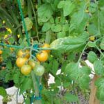 Abundant corn in thriving vegetable gardens