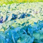 Thriving vegetable garden in sunny Florida, with a variety of crops for year-round harvest