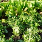 FALL VEGETABLE GARDENING: Growing seasonal produce like pumpkins, squash, and broccoli in your garden