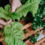 Types of Vegetables Gardening Explore a variety of vegetables for your garden: Types of Vegetables Gardening