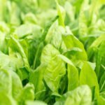 Step-by-step beginners guide to vegetable gardening in Australia: Tips, techniques, and plant recommendations