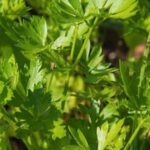 Optimal spacing for vegetable garden bubble emitters: How far apart should bubble emitters be placed