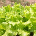 - Quick vegetable gardening: Tips for fast-growing veggies in small spaces