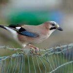 Vegetable Gardening With Deer Protected vegetable garden to deter deer for sustainable vegetable gardening with deer